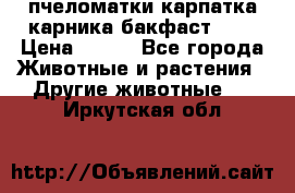 пчеломатки карпатка карника бакфаст F-1 › Цена ­ 800 - Все города Животные и растения » Другие животные   . Иркутская обл.